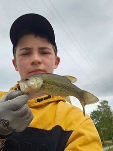 Smallmouth Bass