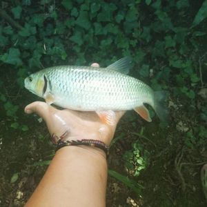 Roach