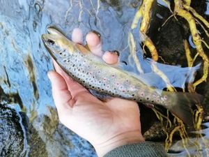 Brown Trout