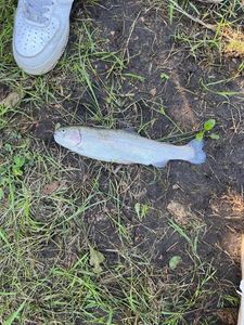 Lake Trout
