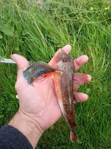 Grey Gurnard