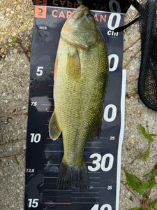 Largemouth Bass