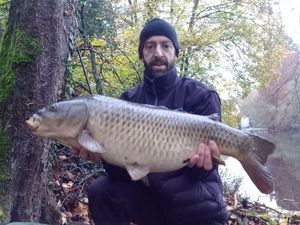 Common Carp