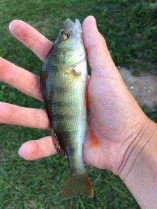 European Perch