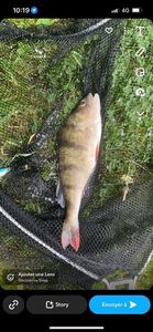 European Perch