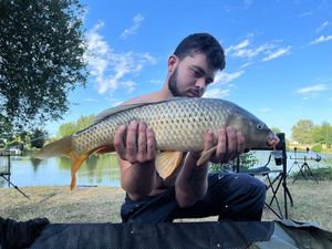 Common Carp