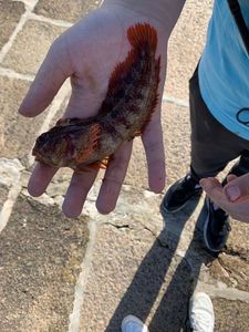 Atlantic Lizardfish