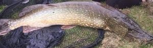 Northern Pike