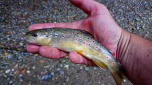 Brown Trout