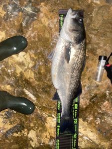 European Bass (Seabass)