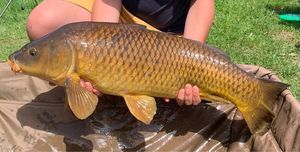 Common Carp