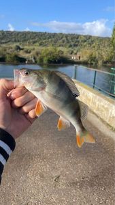 European Perch