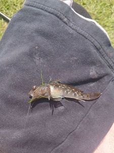 Round Goby