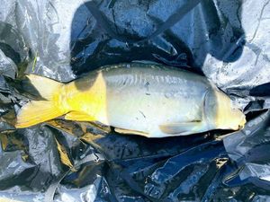 Mirror Carp