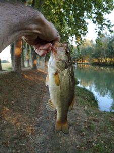 Largemouth Bass