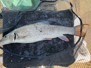 Barbel