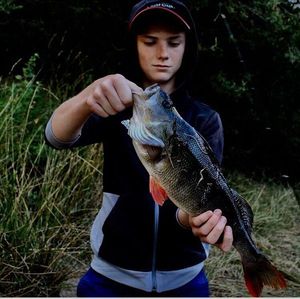 European Perch