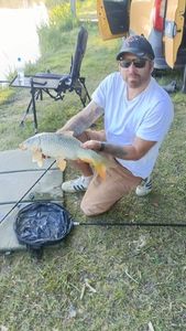 Common Carp