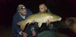 Common Carp
