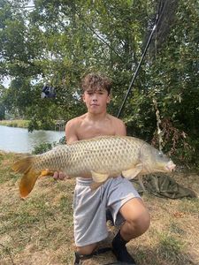 Common Carp