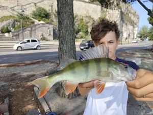 European Perch