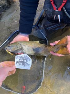 Brown Trout