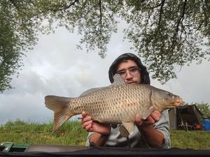 Common Carp
