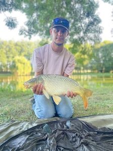 Common Carp