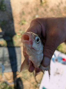 Common Bream