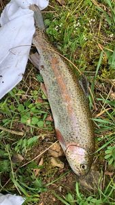 Rainbow Trout