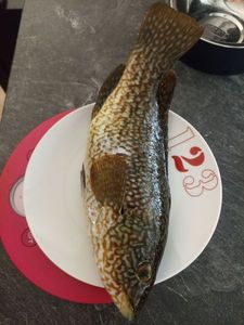 Ballan Wrasse