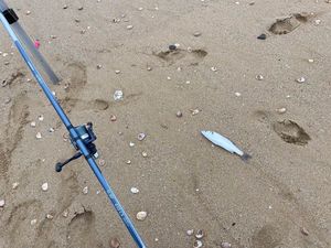 European Bass (Seabass)