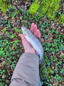 Rainbow Trout