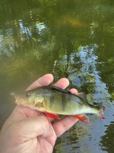 European Perch