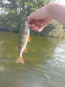 European Perch