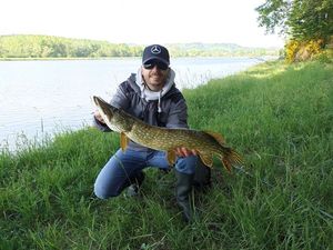 Northern Pike