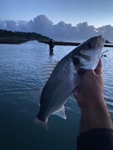 European Bass (Seabass)