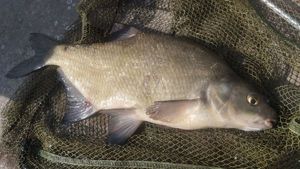 Common Bream