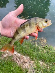 European Perch
