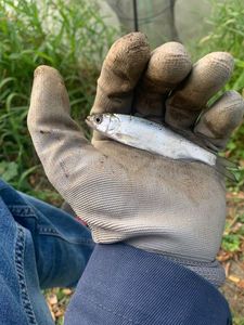 Roach