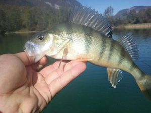 European Perch