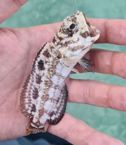 Banded Jawfish