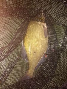 Common Bream