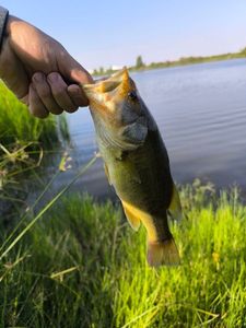 Largemouth Bass