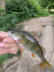 European Perch