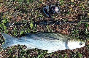 Thicklip Grey Mullet