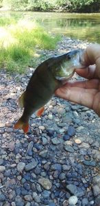 European Perch