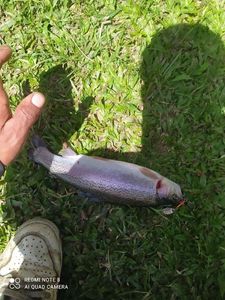 Rainbow Trout