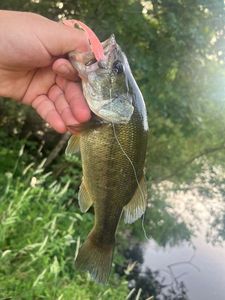 Largemouth Bass