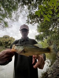 Largemouth Bass